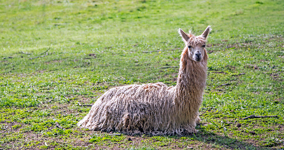 Several Llamas in a farm, on a road at Chile.