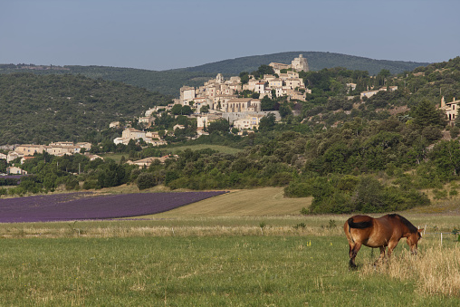 Lavender in bloom and a farm animal below Simiane la Rotonde