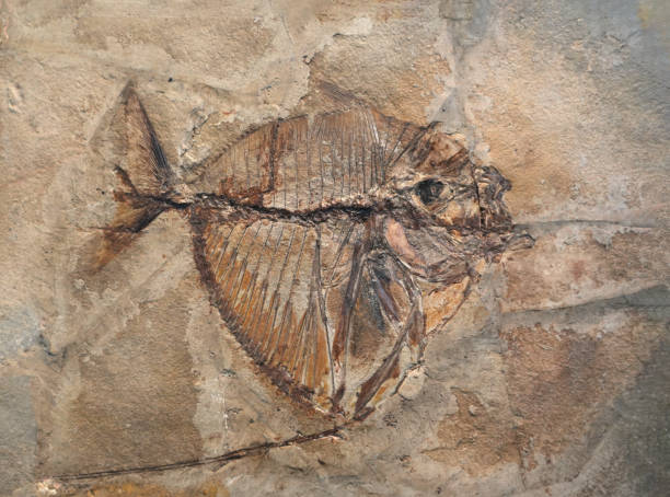 istock close up on fish fossil in rock 1845453651