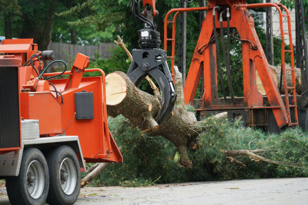 High Country Tree Removal Tree Service Sonora Ca