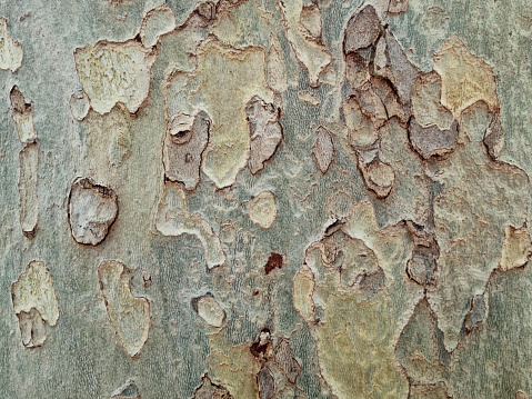 High resolution abstract vignette background wood texture, depicting an old Black Poplar tree, deeply grooved, intertwined, slanted, twisted bark detail, riddled with bullet holes.