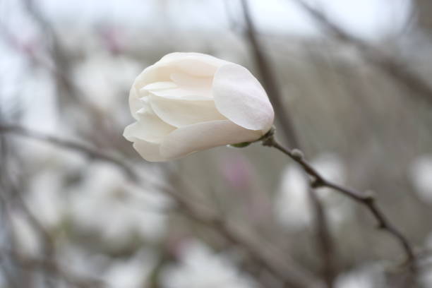 istock White bud of magnolia on a branch without leaves. 1845468744