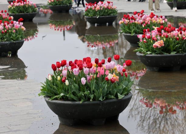 istock Colorful tulip flowers in large pots 1845476644