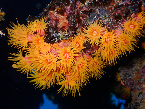 This is a close-up photo of Orange Cup coral (Tubastraea sp). It showcases the beautiful details and texture of the coral and its polyps. The colony was discovered and photographed in its natural condition on the reef within the lagoon of Majuro Atoll, located in the Marshall Islands, Pacific Ocean.