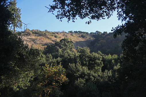 Oak tree tops of Alosta Canyon with its eastern hilly hill crest in South Hills Park located in Glendora of the San Gabriel Valley.
