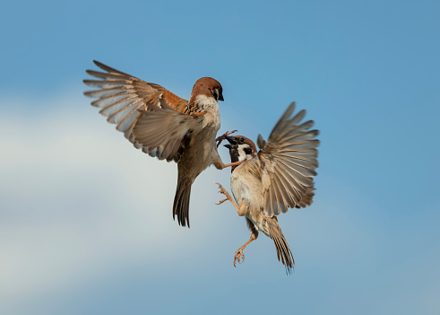 Two finches fight over food