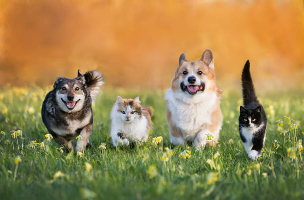 cute domestic cats and dogs of various colors run through a summer sunny meadow cute domestic cats and dogs of various colors run through a summer sunny meadow domestic animals stock pictures, royalty-free photos & images