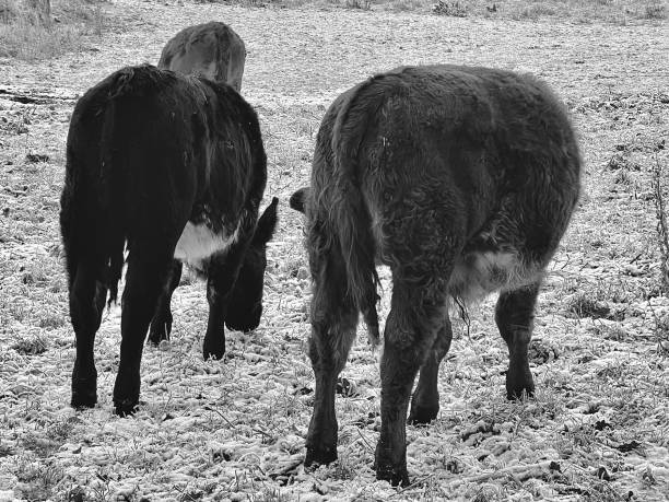 istock Rear view of cows in a frozen field 1845512062