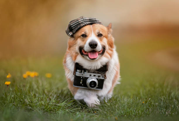 istock cute corgi dog walking in a summer sunny meadow with a camera 1845515817