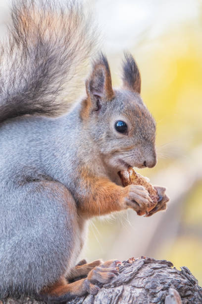 istock The squirrel with nut sits on tree in the autumn. Eurasian red squirrel, Sciurus vulgaris. 1845523857