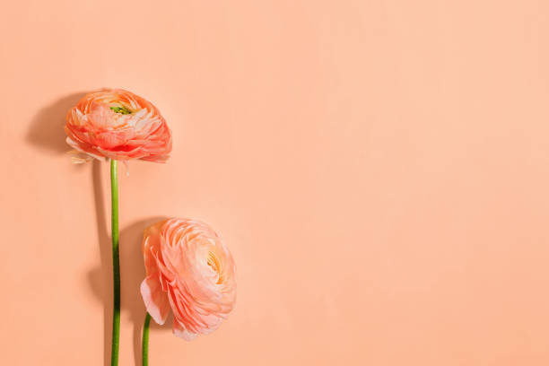 Peach color ranunculus isolated on pastel background. Two Buttercup flowers, color trend 2024 peach color