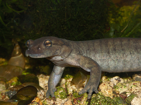 Closeup on an aquatic male of the critically endagerend Semirechensk Salamander, Ranodon sibericus underwater