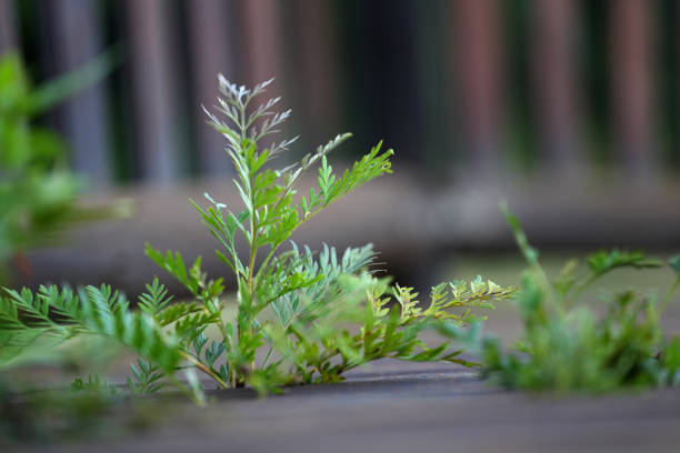 A green Shrub growing through a wooden plank walkway, with determination will help you succeed at anything, conceptual
