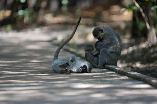 Cute Vervet Monkey sitting comfortably and playing around. taken in very soft light with shallow depth of field. Taken at the waterberg Nature reserve in South Africa