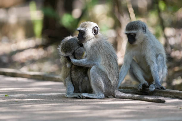 istock Baby Vervet monkey with its mom holding on for security and being caressed and learning about being a monkey 1845537037