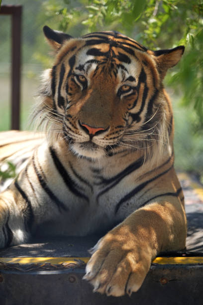 istock Beautiful Bengal Tiger lazing around looking alert 1845539217