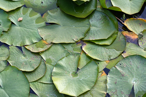 Lily pads drifting ontop of each other in a pond, beautiful textures and patterns that exist in nature.