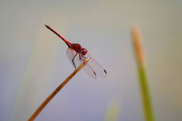 istock Stunning Dragonfly sitting perched on a twig at a pond looking for something to eat 1845540310