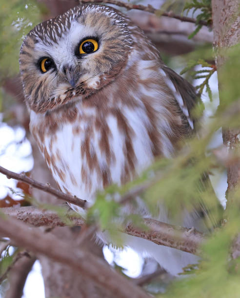 istock Northern Saw-whet Owl standing on a tree branch 1845541976