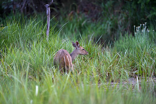 A beautiful female bushbuck in the lush green bush veld grazing and looking for predators