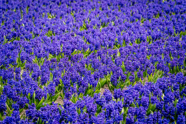 istock Fields full with purple hyacinths in the Bollenstreek 1845548853