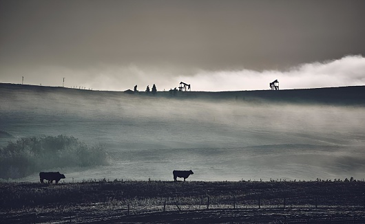 A group of cows grazing in a lush green meadow shrouded in a thick layer of mist
