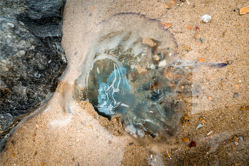 blue colored barrel jellyfish washed up on beach of north Sea coast in the Netherlands