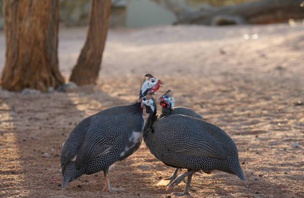 istock Three Helmeted guinea fowls in the desert, Namibia 1845591609