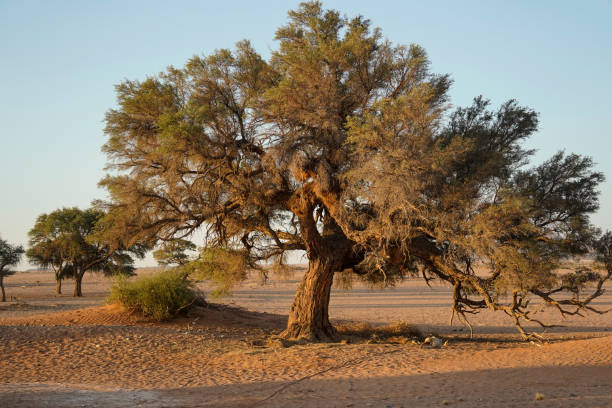 istock Large acacia tree in the desert, Namibia 1845591613