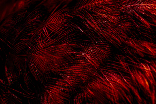 istock feather bird macro photo. texture or background 1845614989