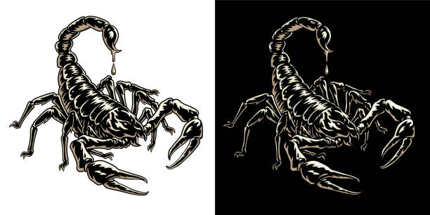 Scorpion or scorpio animal attacks isolated on a white background. Scorpius zodiac symbol tattoo. Black and white hand drawn vector illustration Scorpion or scorpio animal attacks isolated on a white background. Scorpius zodiac symbol tattoo. Monochrome black and white hand drawn vector illustration scorpions drawings stock illustrations