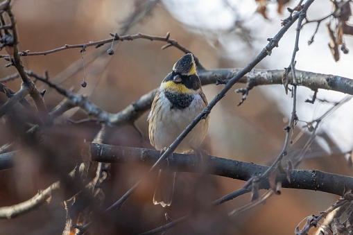 Yellow-throated bunting on a tree in autumn Japanese forest.