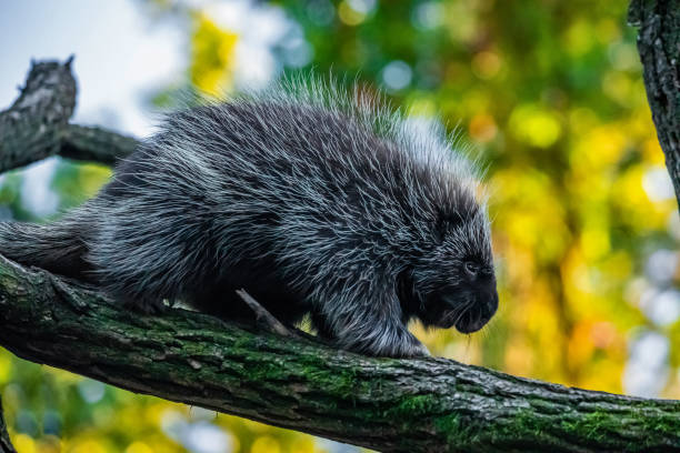 istock Erethizontidae, north american porcupine, climbing over tree 1845675342