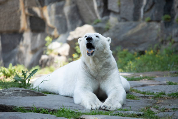 The polar bear has closed his eyes and is resting. Wild animal polar bear. Polar bear with closed eyes