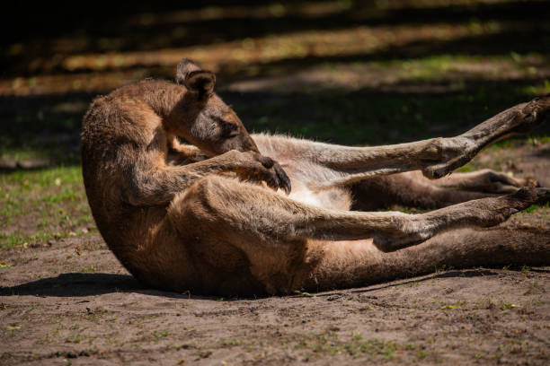 istock big male kangaroo lies on lawn 1845683685