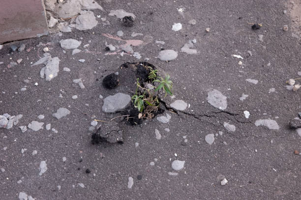 istock inspirational background: grass breaks the asphalt 1845685757