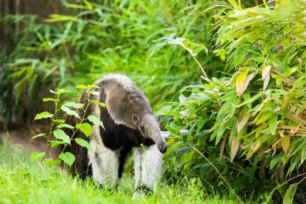 Myrmecophaga tridactyla, Giant anteater Myrmecophaga tridactyla, Giant anteater. large shaggy animal with long nose walks through grass. Protecting rare animals in European zoos Giant Anteater stock pictures, royalty-free photos & images