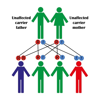 Disease transmission in genetics from disease-carrying parents. Genetics variation. Vector illustration.