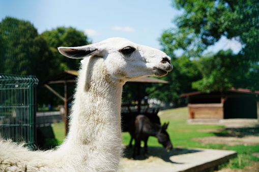 White llama in the zoo. Funny Animals.