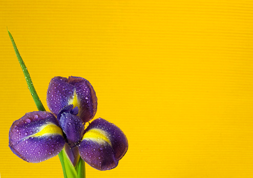 Iris flower wet with dew