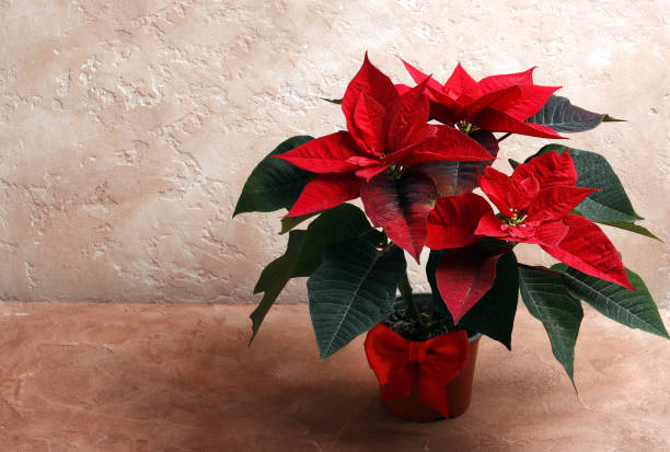istock Poinsettia (Christmas flower) on a colored textural background with space for text. 1845698710