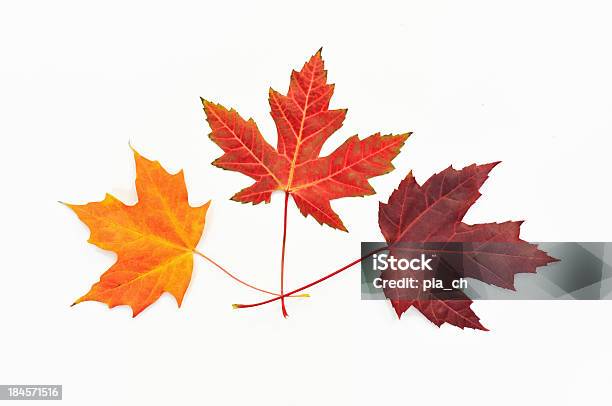 Photo libre de droit de Feuilles Dérable Sur Blanc banque d'images et plus d'images libres de droit de Arbre à feuilles caduques - Arbre à feuilles caduques, Automne, Beauté de la nature