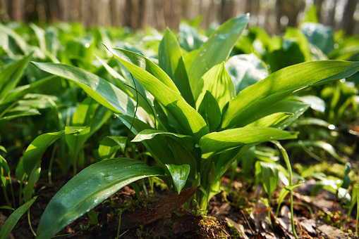 Fresh wild garlic leaves growing outdoors in the forest in springtime