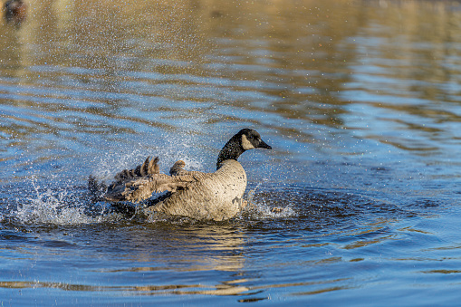 Canada goose taking shower