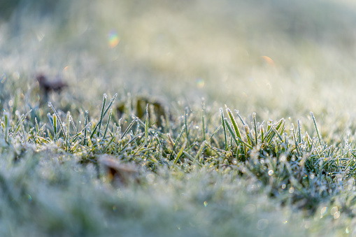 Frost grass, holiday season