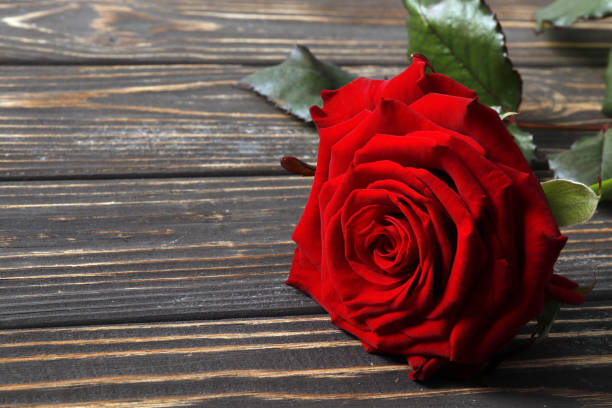 istock Beautiful red rose on wooden background 1845736957