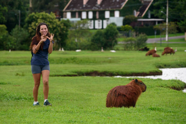 Young woman next to a capybara in Barigui Park in the city of Curitiba in southern Brazil