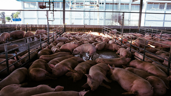 Pig farming or pig husbandry