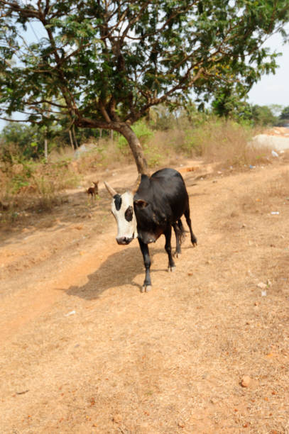 istock cow as a sacred animal in India 1845764109