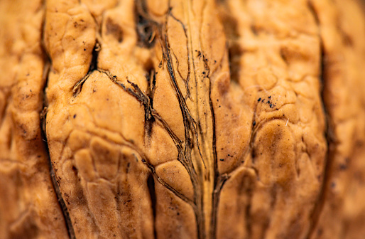Close-up shot of a walnut